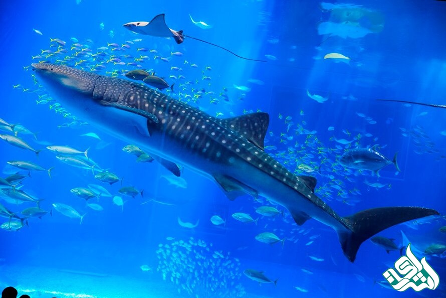 زیست فناوری دریایی